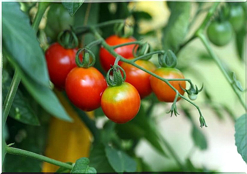 12 # aging-tomatoes.jpg