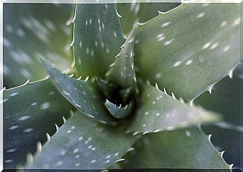 Aloe leaves