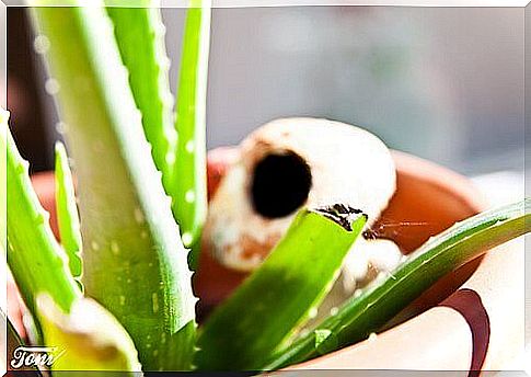 Aloe in a pot