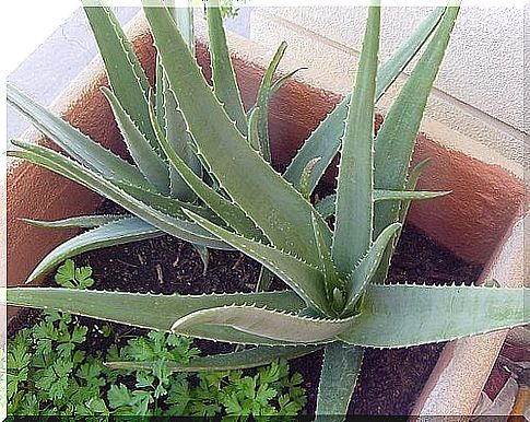 Aloe in a pot