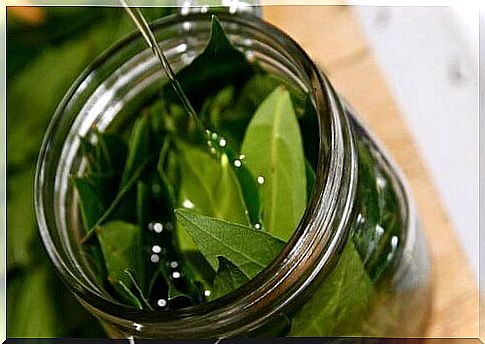 Bay leaf oil - its amazing properties