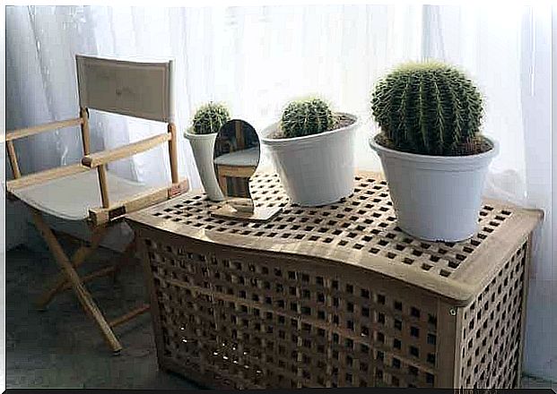 A table with cacti