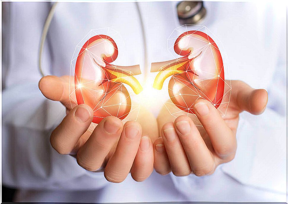 Kidney cleansing diet - a way to eliminate toxins