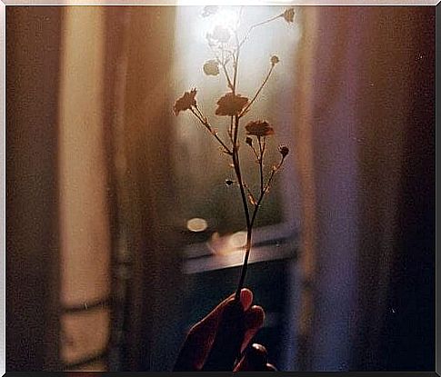 Dried flower against the light