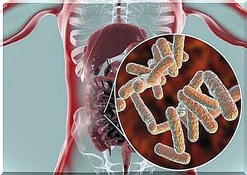 A close-up on the intestinal flora