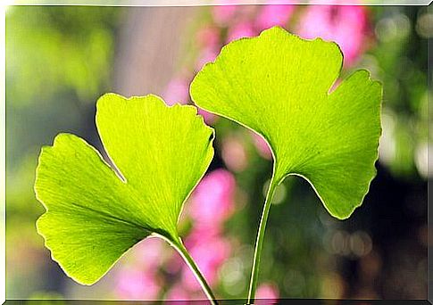 Ginkgo biloba leaf