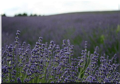 Lavender field