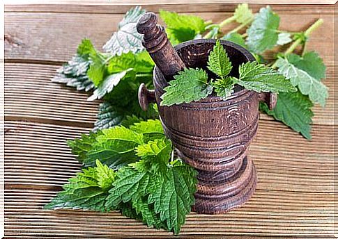 Fresh nettle leaves