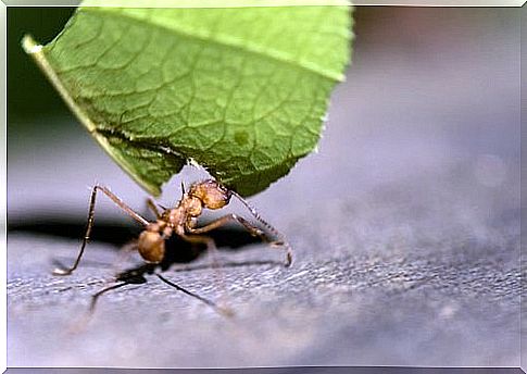 Ant and leaf