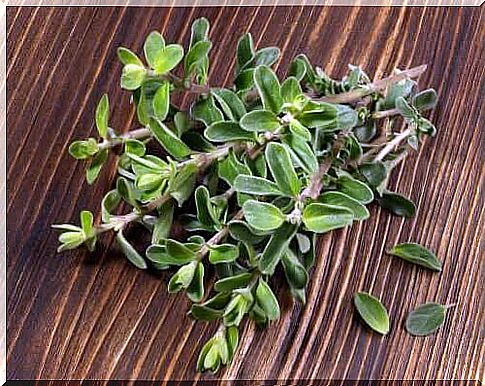 Marjoram: good and bad sides