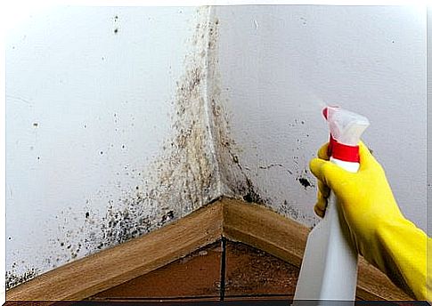 Mold and fungus - 7 proven ways