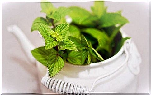 Mint is one of the easiest ways to relieve nausea.