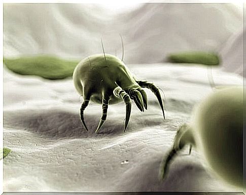 How to deal with dust mites?