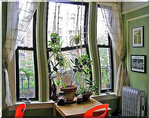 Plants by the window