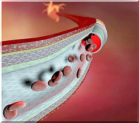 Blood vessel - animation