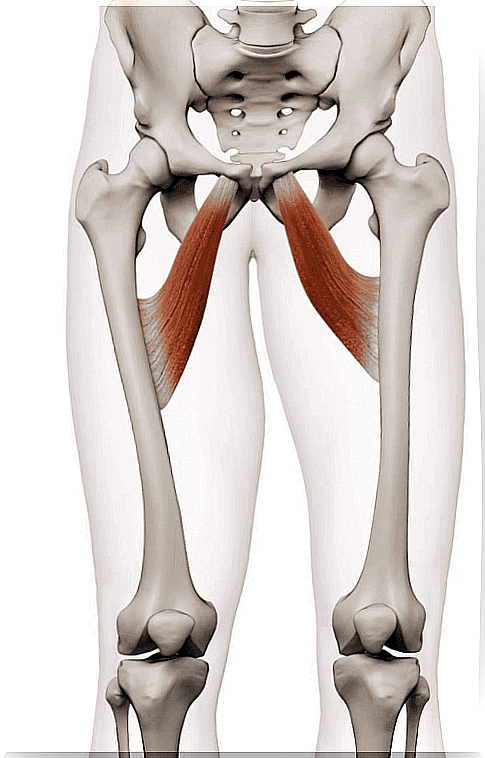 Adductor muscles of the thigh