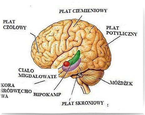 structure of the brain - the effect of depression on the brain