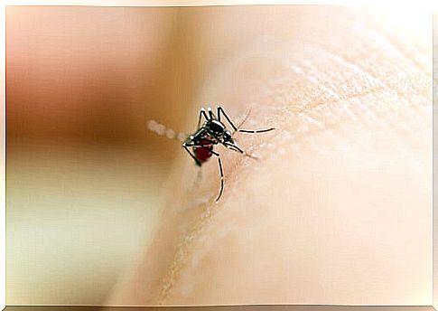 Mosquito on the skin